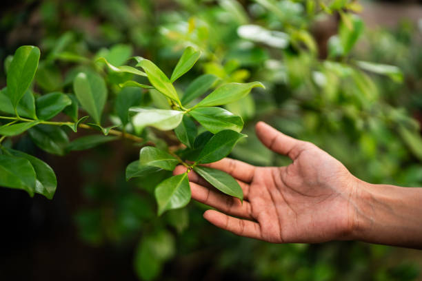 How Our Tree Care Process Works  in  Fulton, MS